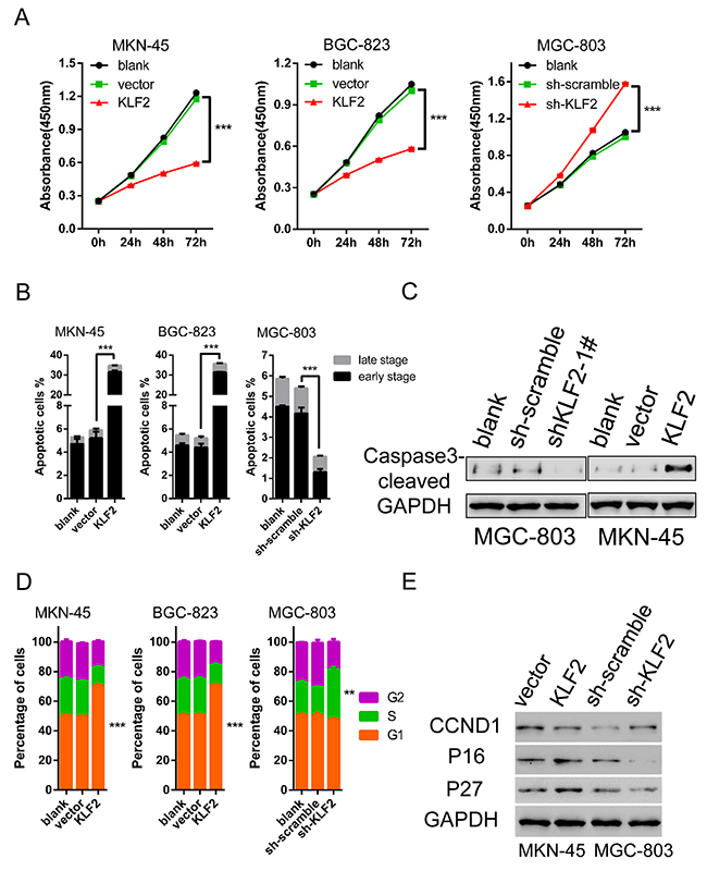 KLF2 inhibits cell proliferation and induces cell apoptosis and cell cycle arrest.