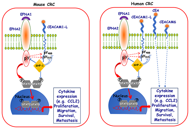 Schematic diagram depicting CEACAM1-L association with SHP-1, as a proposed mechanism for negative regulation of metastasis.