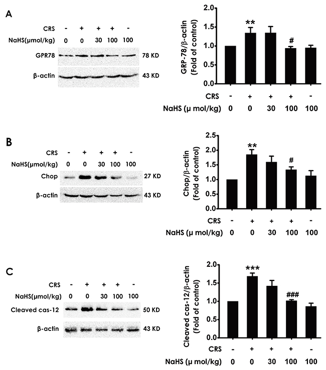 Effect of H2S on CRS-induced hippocampal ER stress in rats.