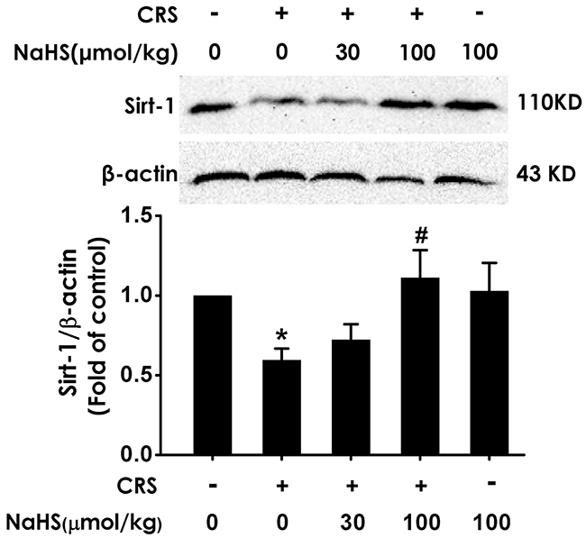Effect of H2S on the level of hippocampal Sirt1 in the CRS-exposed rats.