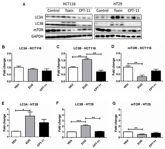 Euglenophycin (EUG) modulated protein expression of autophagy markers in HCT116 and HT29 xenografts.