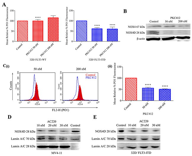 Inhibition of the FLT3 receptor in 32D/FLT3-ITD cells and FLT3-ITD expressing MV4-11 cells reduces NOX4 67 kDa and NOX4D 28 kDa protein expression and total endogenous H2O2.