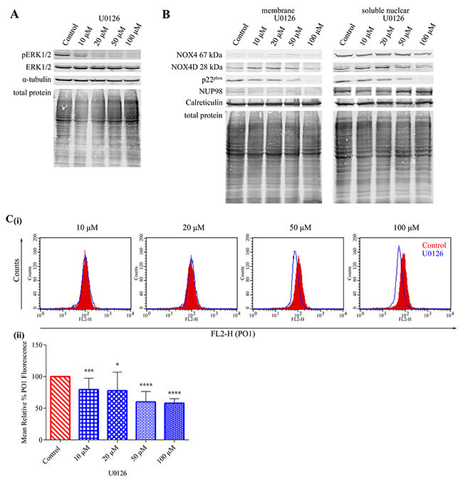 NOX4 67 kDa- and NOX4D 28 kDa-generated pro-survival ROS are independent of ERK1/2 signalling. p22phox generated H2O2 requires ERK1/2 activation.