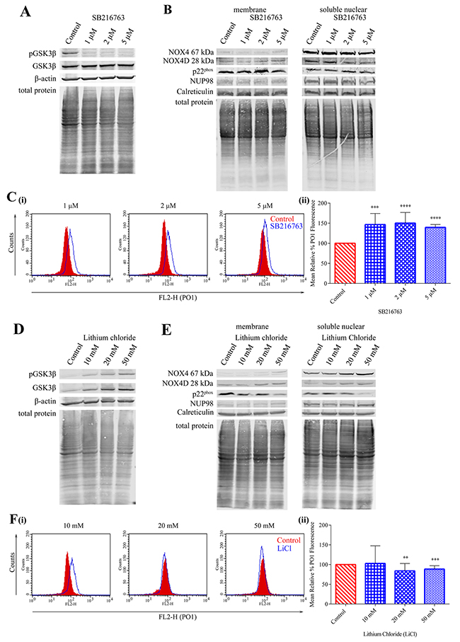 Inhibition of GSK3&beta; signalling results in elevated NOX4 67 kDa and NOX4D 28 kDa protein expression.