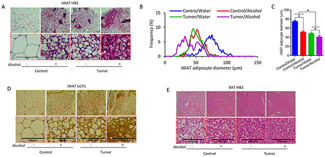 Alcohol enhanced white adipose tissue browning in tumor mice.