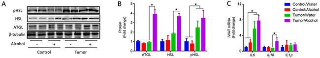 Alcohol increased lipolysis in inguinal white adipose tissue (iWAT) of tumor mice.