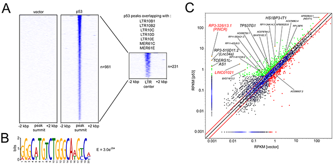 Identification of ERV1 LTR elements within promoters of p53-inducible lncRNAs.