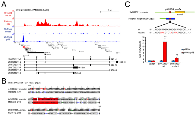 Analysis of p53-binding and retroviral elements within the LINC01021 promoter region.