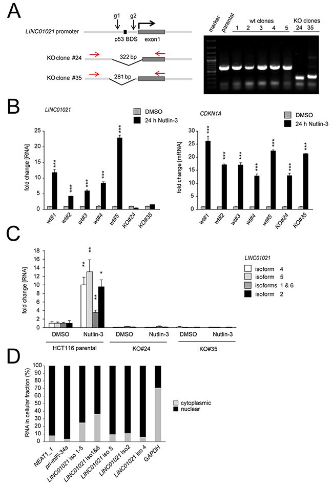 Characterization of LINC01021 by CRISPR/Cas9-mediated deletion of the promoter elements, isoform-specific qPCR and subcellular fractionation.