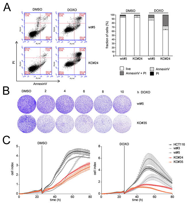 LINC01021 inactivation sensitizes to doxorubicin.