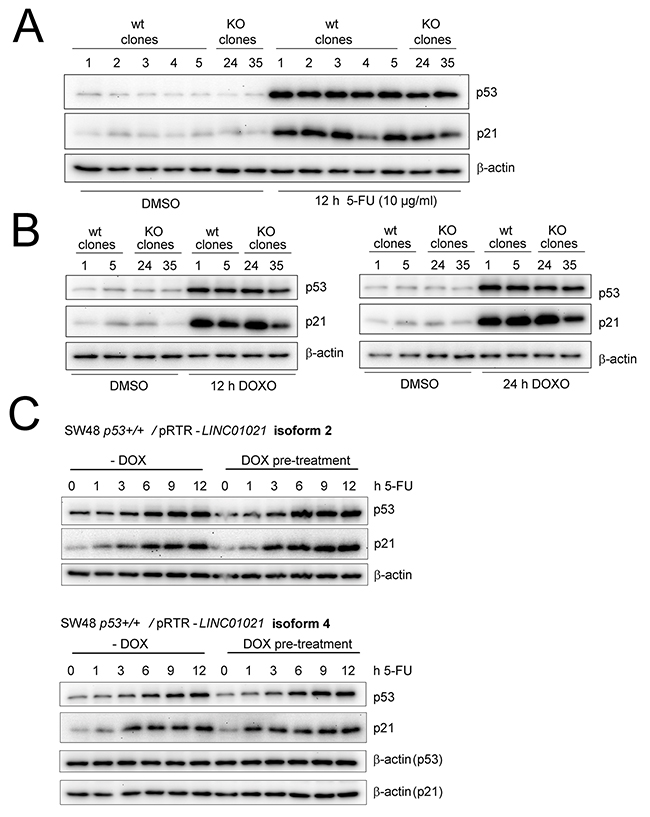 Modulating LINC01021 expression does not affect p53 activation.