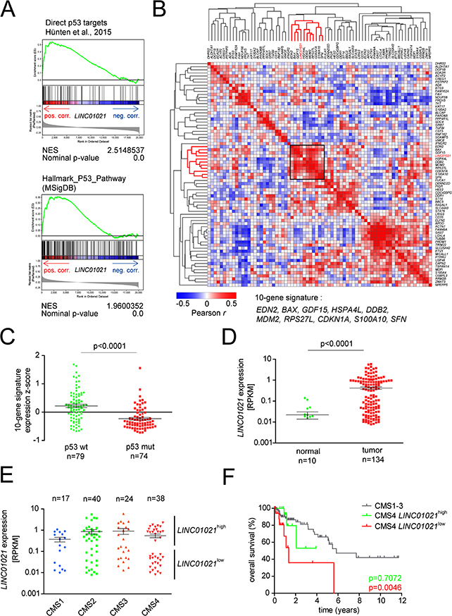 Assocation of LINC01021 expression with wild-type p53 associated expression signatures and clinical outcome of CRC subtypes.