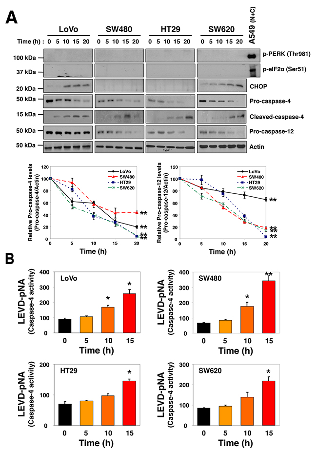 SSa-induced caspase-4 activation in HCC cells.