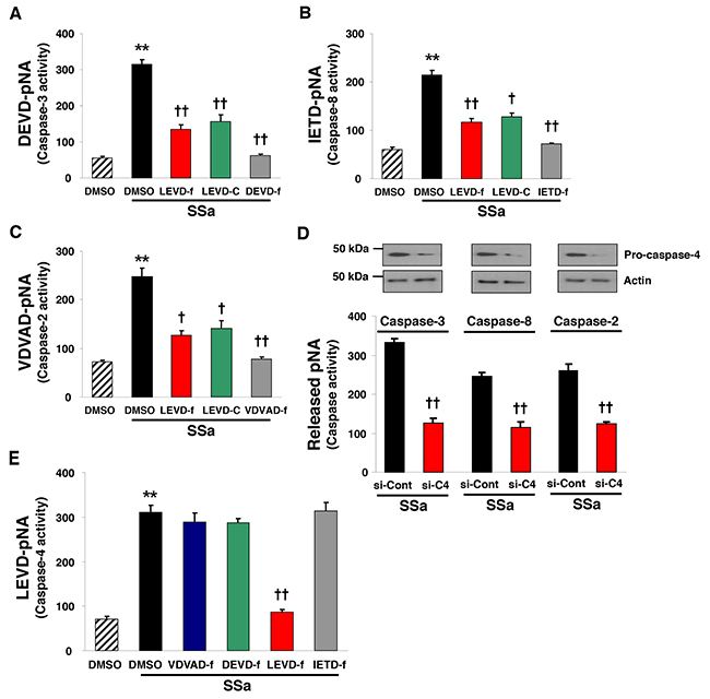 Caspase-4 plays a role in SSa-induced caspase-2, -8, and -3 activation.