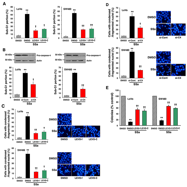 Role of caspase-4 in SSa-induced apoptosis and loss of clonogenic survival.