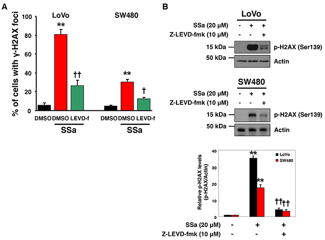 Caspase-4 plays a role in SSa-induced DNA damage response.