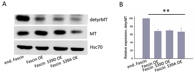 Fascin hyperexpression destabilizes MTs.