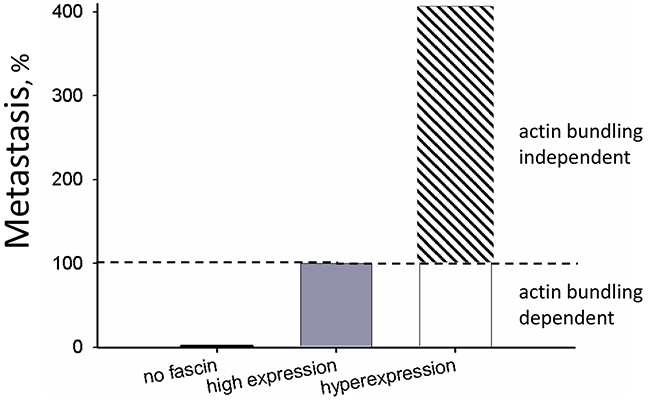 Actin bundling-independent effect of fascin on metastasis.