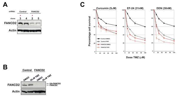 Generation of isogenic FANCD2 proficient and deficient U87 cell lines and their use to determine FAPi specificity.