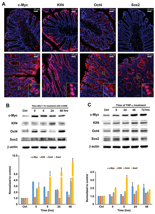 MIBE activates pluripotent transcription factors.