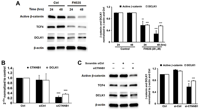 Wnt/&#x03B2;-catenin regulates DCLK1 expression in human colorectal cancer.