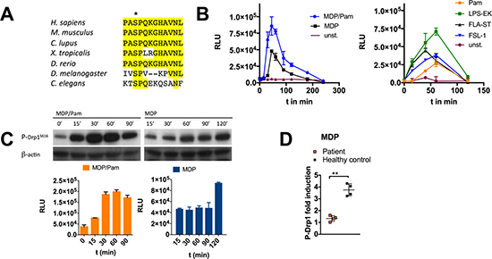 Development of a specific and sensitive sandwich-ELISA for quantification of DRP1Ser616 phosphorylation.