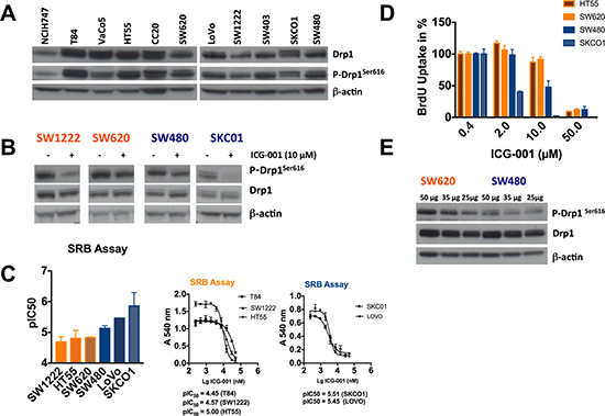 Effect of ICG-001 on a panel of colorectal cancer cell lines.