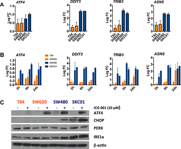 Activation of ER stress response genes in ICG-001-sensitive CRC cell lines.