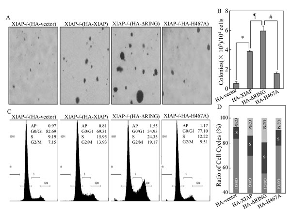 Promotion of cancer cell anchorage-independent growth and G