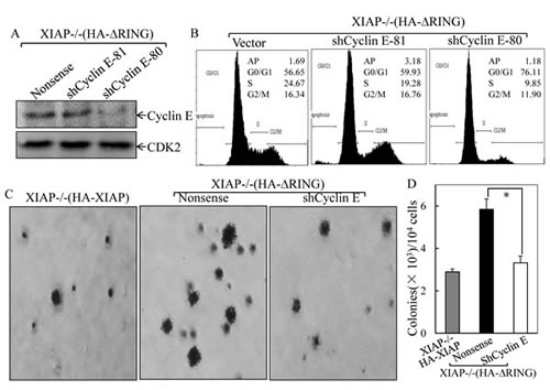 Cyclin E induction was essential for XIAP