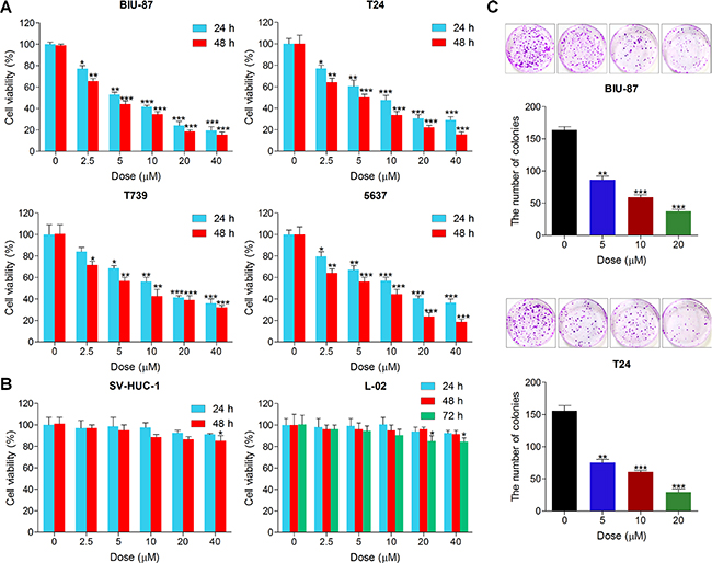 Actein suppresses cell proliferation in human bladder carcinoma cell lines.