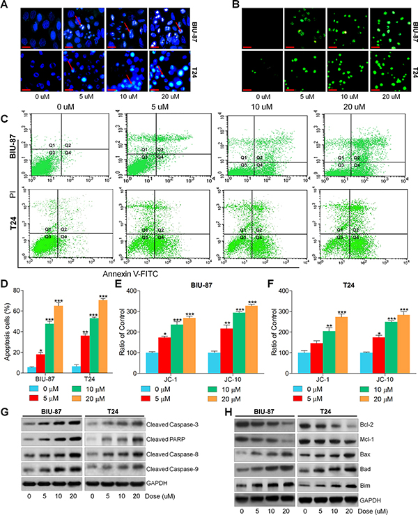 Actein induces apoptosis in human bladder carcinoma cells.