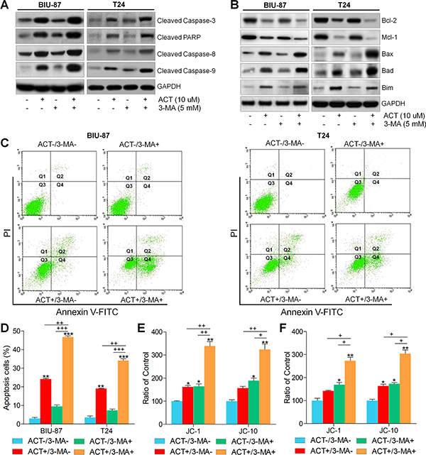 Actein-induced apoptosis is enhanced by suppressing autophagy.