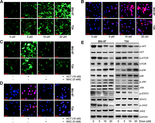 Actein potentiates ROS/JNK, and suppresses AKT pathway.