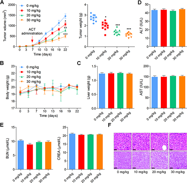 Actein inhibits the growth of human bladder xenograft mice in vivo.