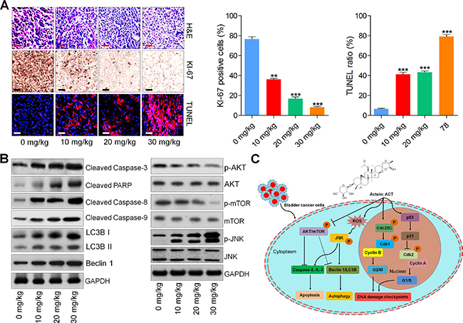 Actein-suppressed growth of human bladder xenograft mice is associated with induction of apoptosis and autophagy.