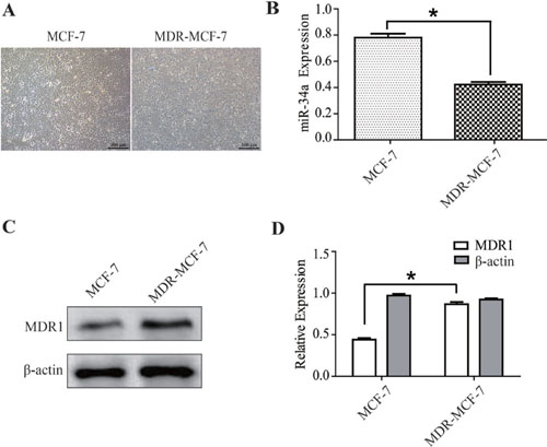 The different expressions of miR-34a in MCF-7 and MDR-MCF-7 cells.