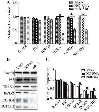 Recovering miR-34a in MDR-MCF-7 cells, the expression of TOP2A, P53, BCL-2, CCND1, NOTCH1