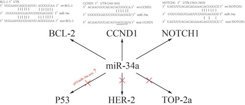 A sketch of miR-34a and their target genes.