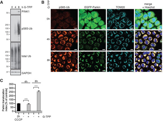 G-TPP induces PINK1 stabilization and kinase activity in HeLa cells.