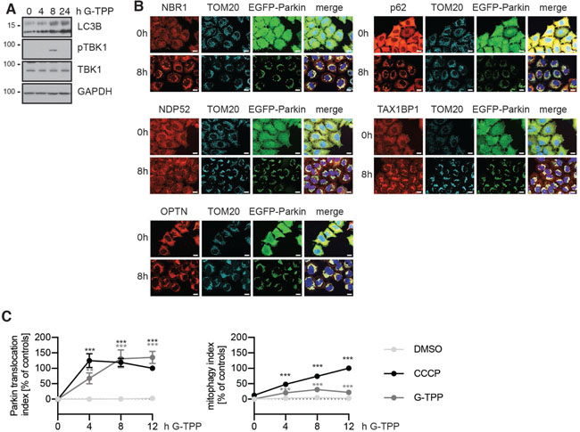 G-TPP leads to recruitment of autophagy adapters and degradation of mitochondria.