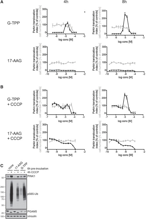 G-TPP but not 17-AAG induces Parkin translocation.