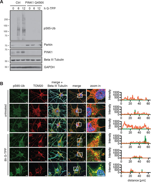 G-TPP triggers PINK1 activation in iNeurons.