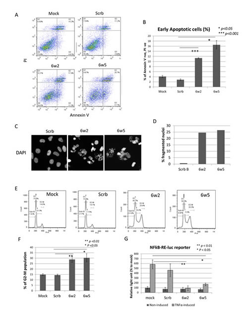 dASOs 6w2 and 6w5 induce apoptosis, cell cycle arrest and abolish NFkB signaling.