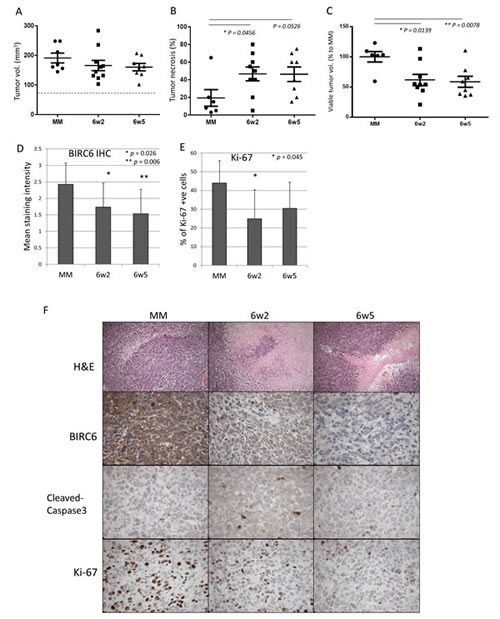 Treatments with dASOs resulted in significant lower viable tumor volume.