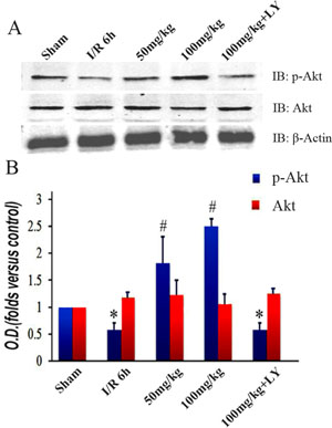 Puerarin increased phosphorylated Akt1 (Ser473) in the hippocampus after I/R-induced injury.