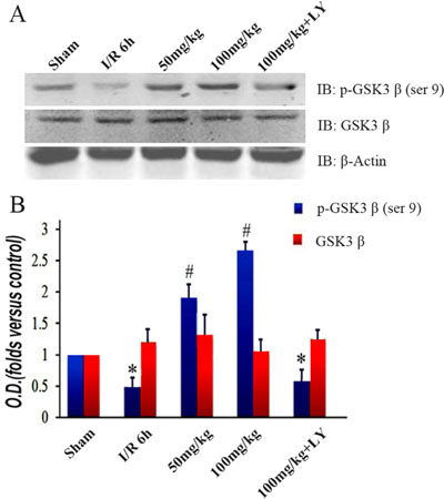 Puerarin increased phosphorylated GSK-3&#x03B2; (Ser9) in the hippocampus after I/R-induced injury.