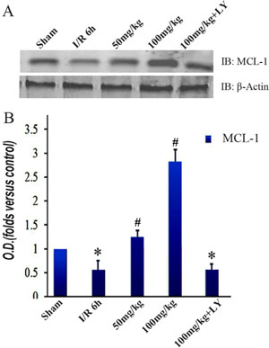 Puerarin increased MCL-1 in the hippocampus after I/R-induced injury.