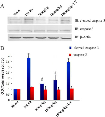 Puerarin inhibited cleaved caspase-3 in the hippocampus after I/R-induced injury.