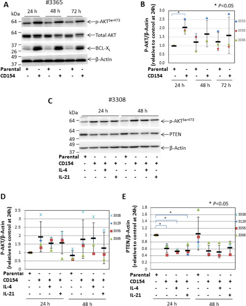 CD40 stimulation-induced AKT activation is associated with decreased expression of PTEN.